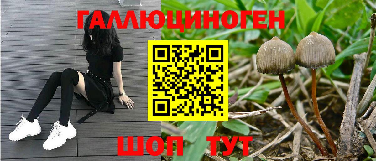 Галлюциногенные грибы Psilocybine cubensis Кинель